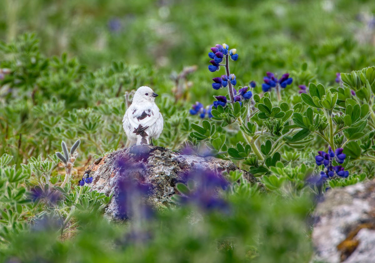 Snow/McKay's Bunting - ML459978221