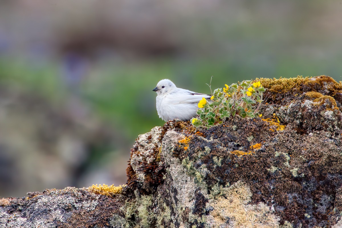 Snow/McKay's Bunting - ML459978231