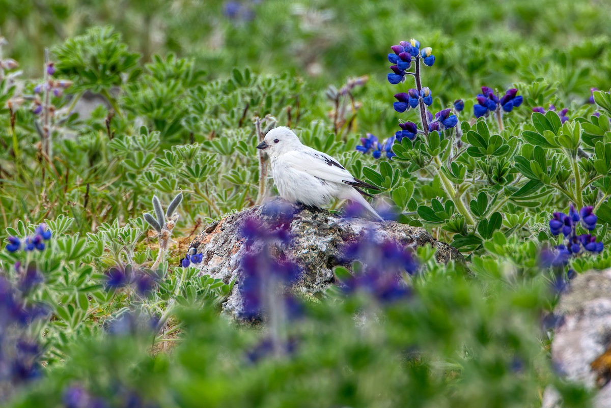 Snow/McKay's Bunting - ML459978251