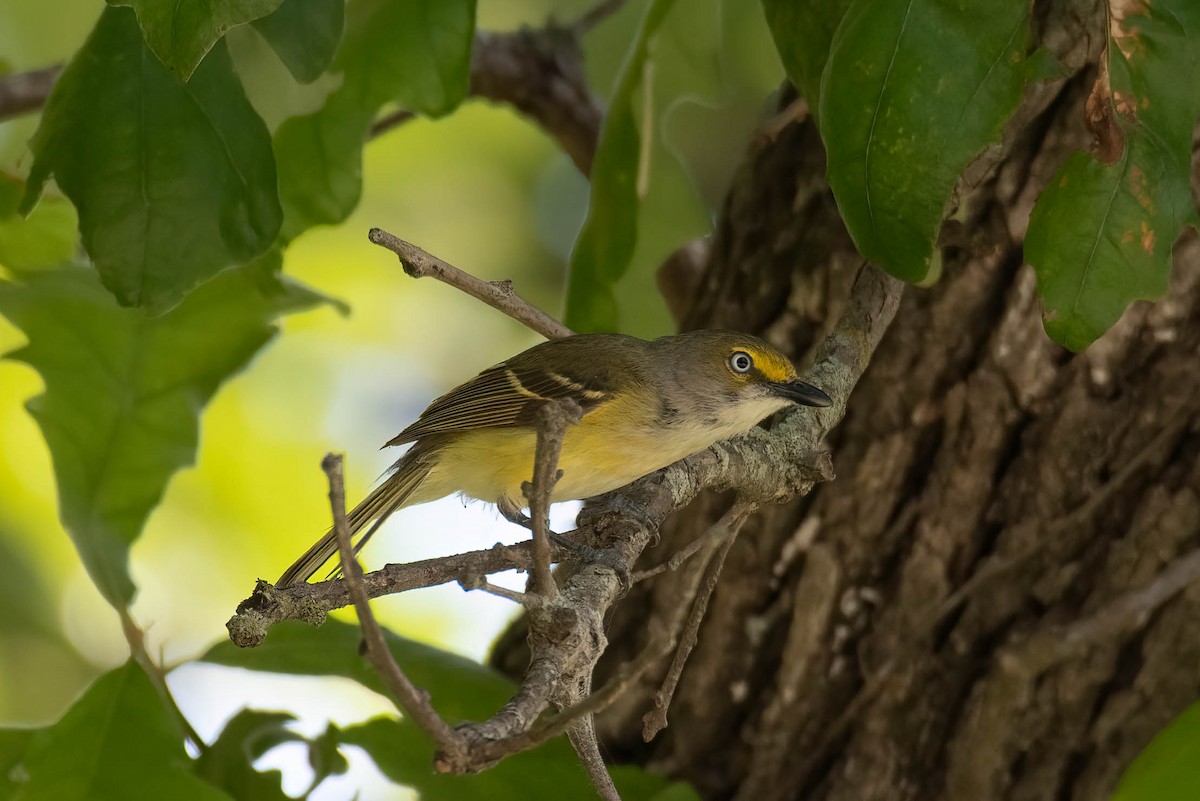 White-eyed Vireo - ML459979611