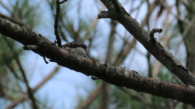 Red-cockaded Woodpecker - ML459980041