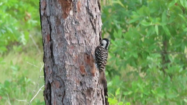 Red-cockaded Woodpecker - ML459981661