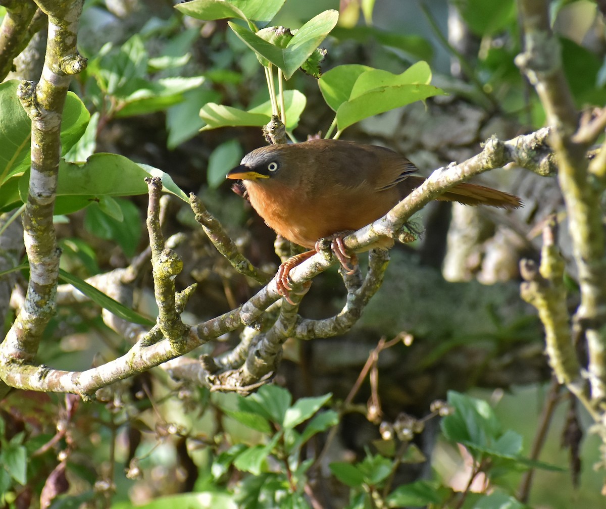 Rufous Babbler - ML459982741