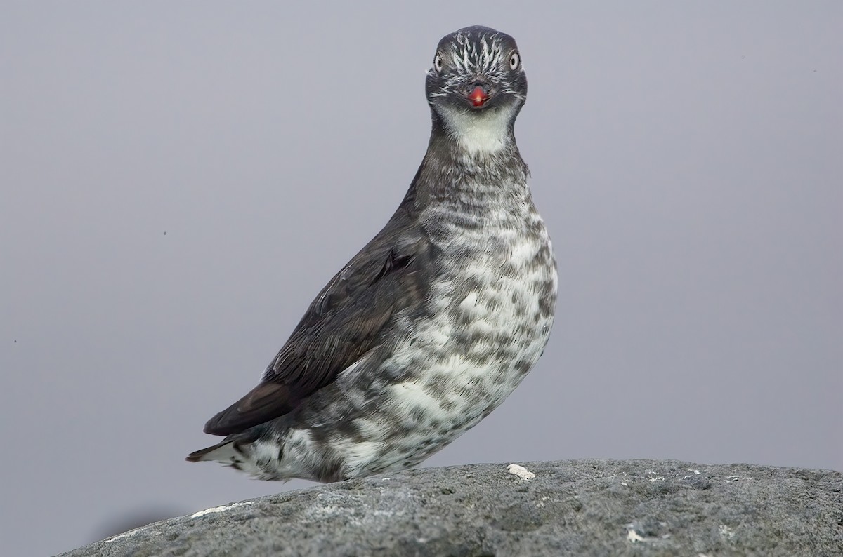 Least Auklet - Mark Chappell