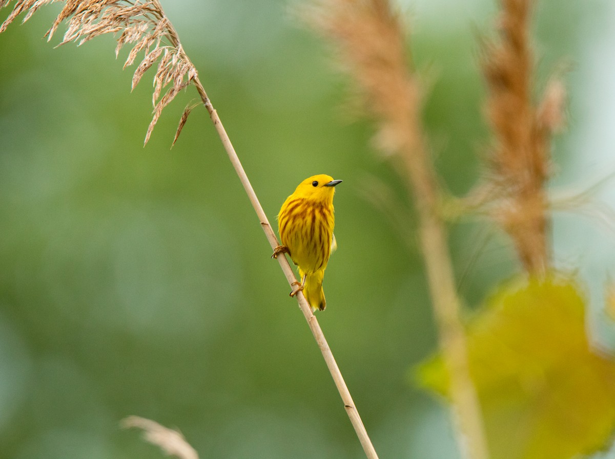 Yellow Warbler - Alex Handler