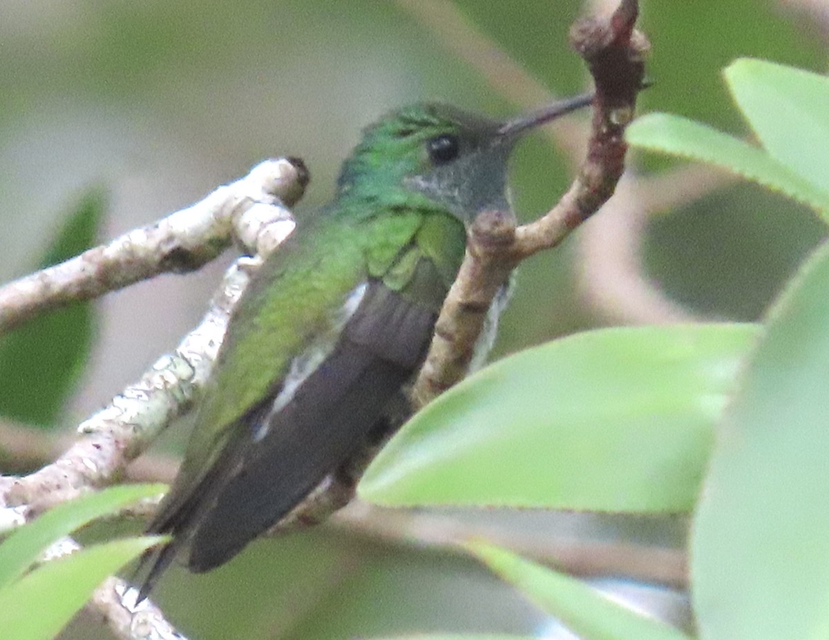 Mangrove Hummingbird - Jeff  Witters