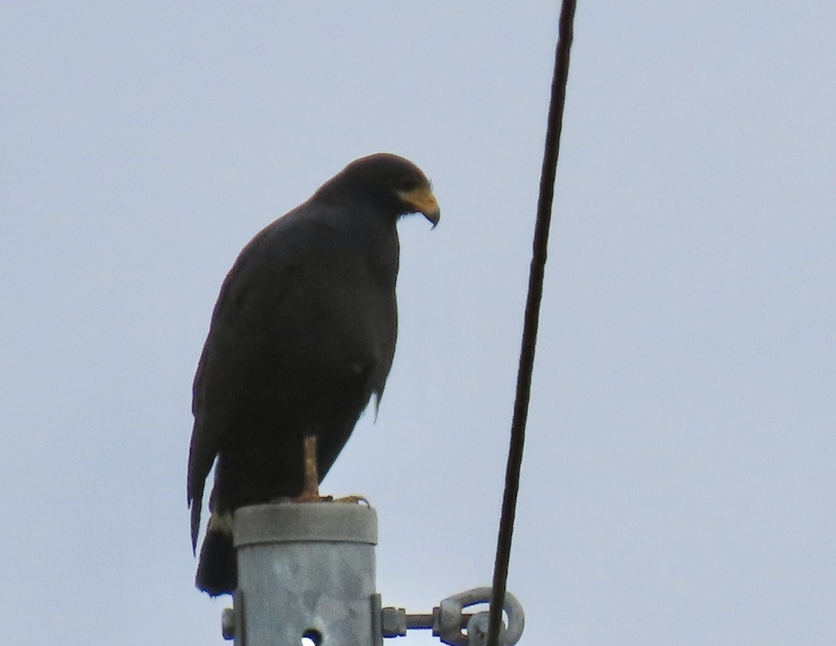 Common Black Hawk - Jeff  Witters