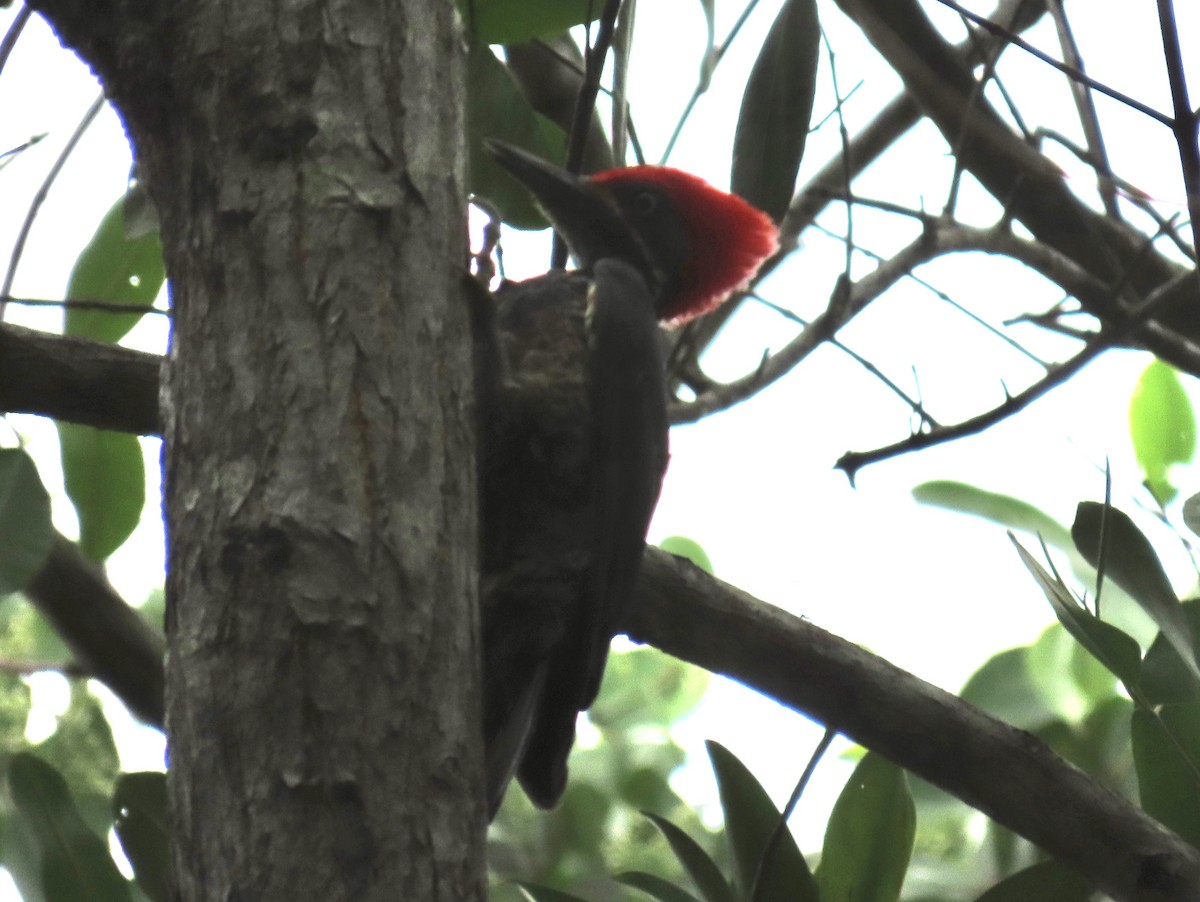 Lineated Woodpecker - Jeff  Witters