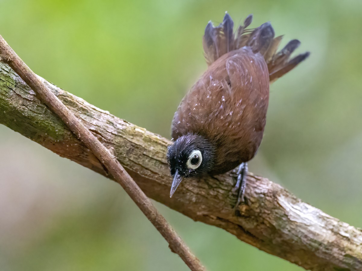 Bare-eyed Antbird - Andres Vasquez Noboa