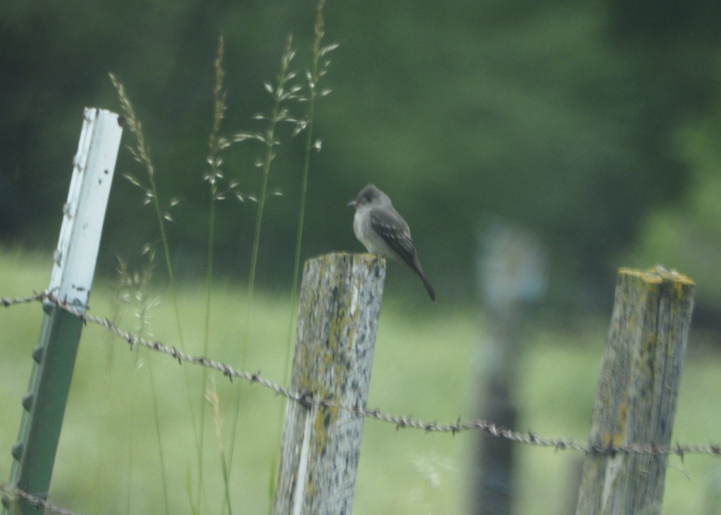 Western Wood-Pewee - ML459991761