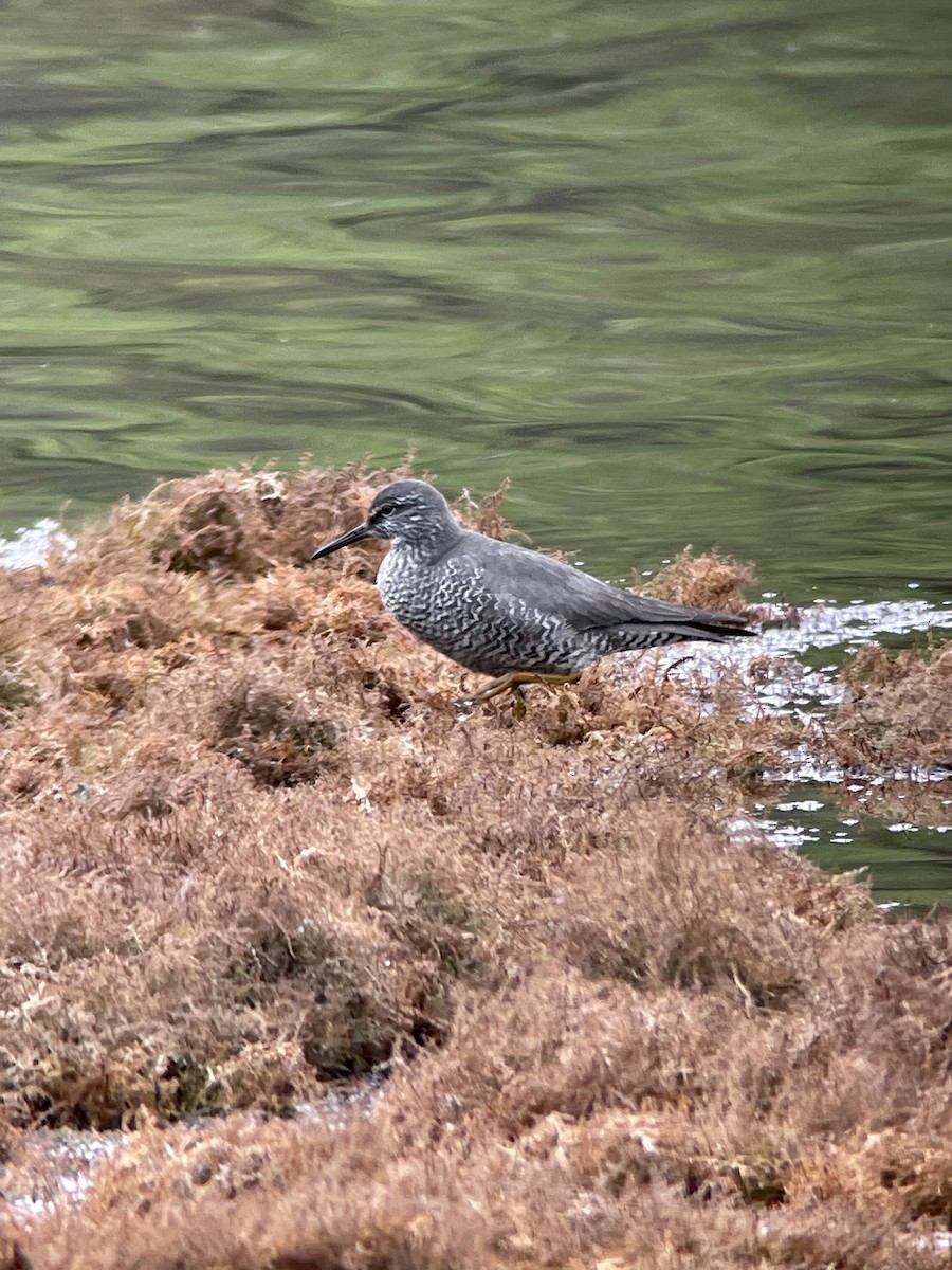 Wandering Tattler - ML459992351