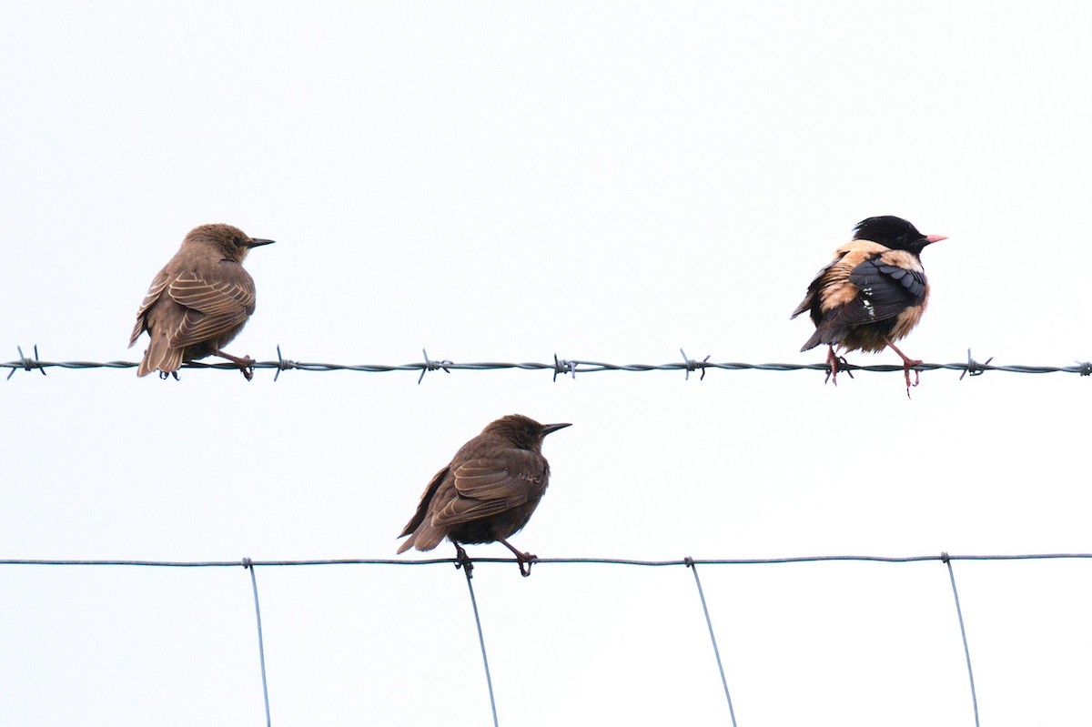 Rosy Starling - ML459993511