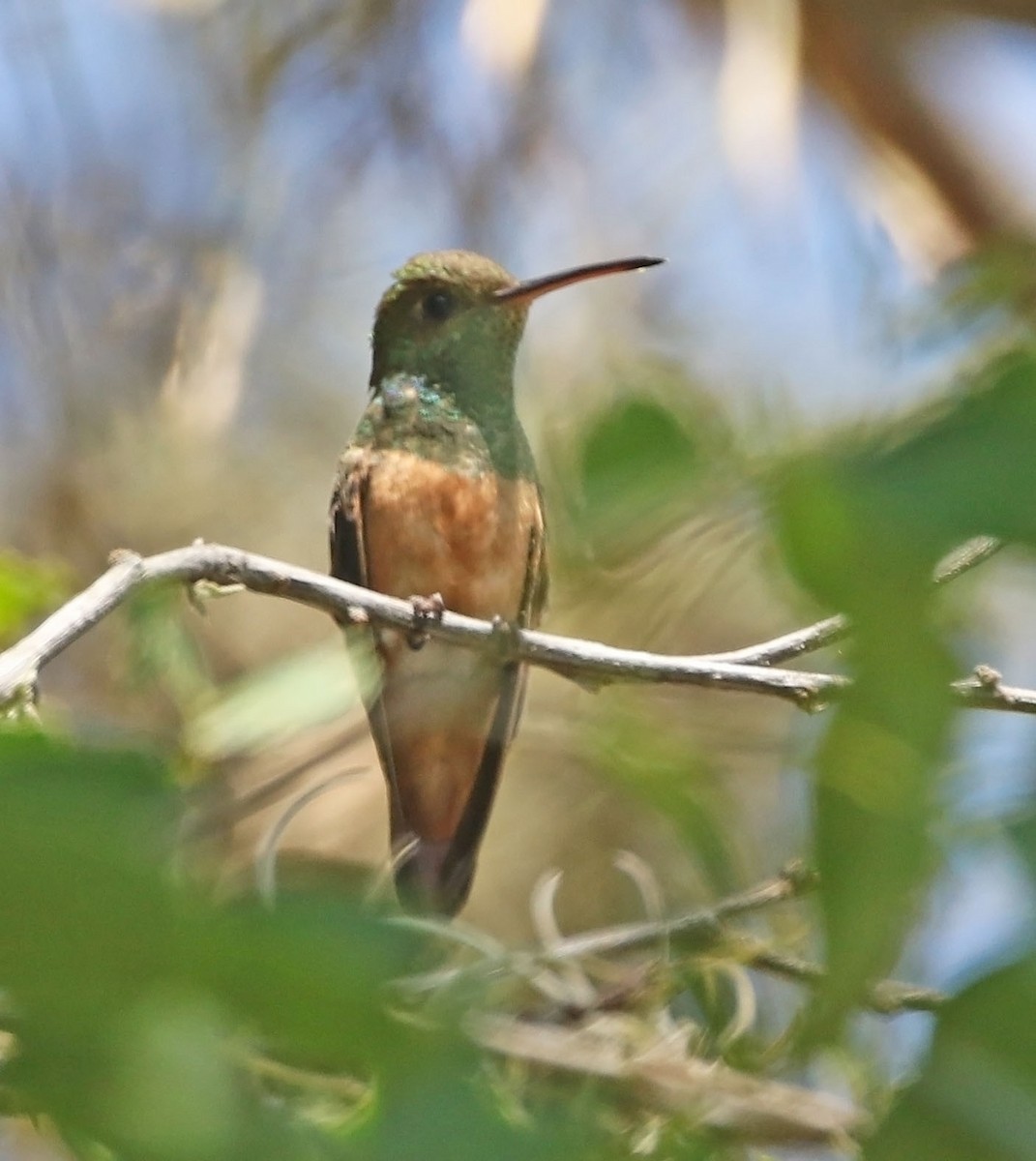 Chestnut-bellied Hummingbird - ML459994121