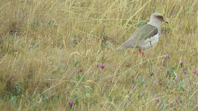 Andean Lapwing - ML459994901