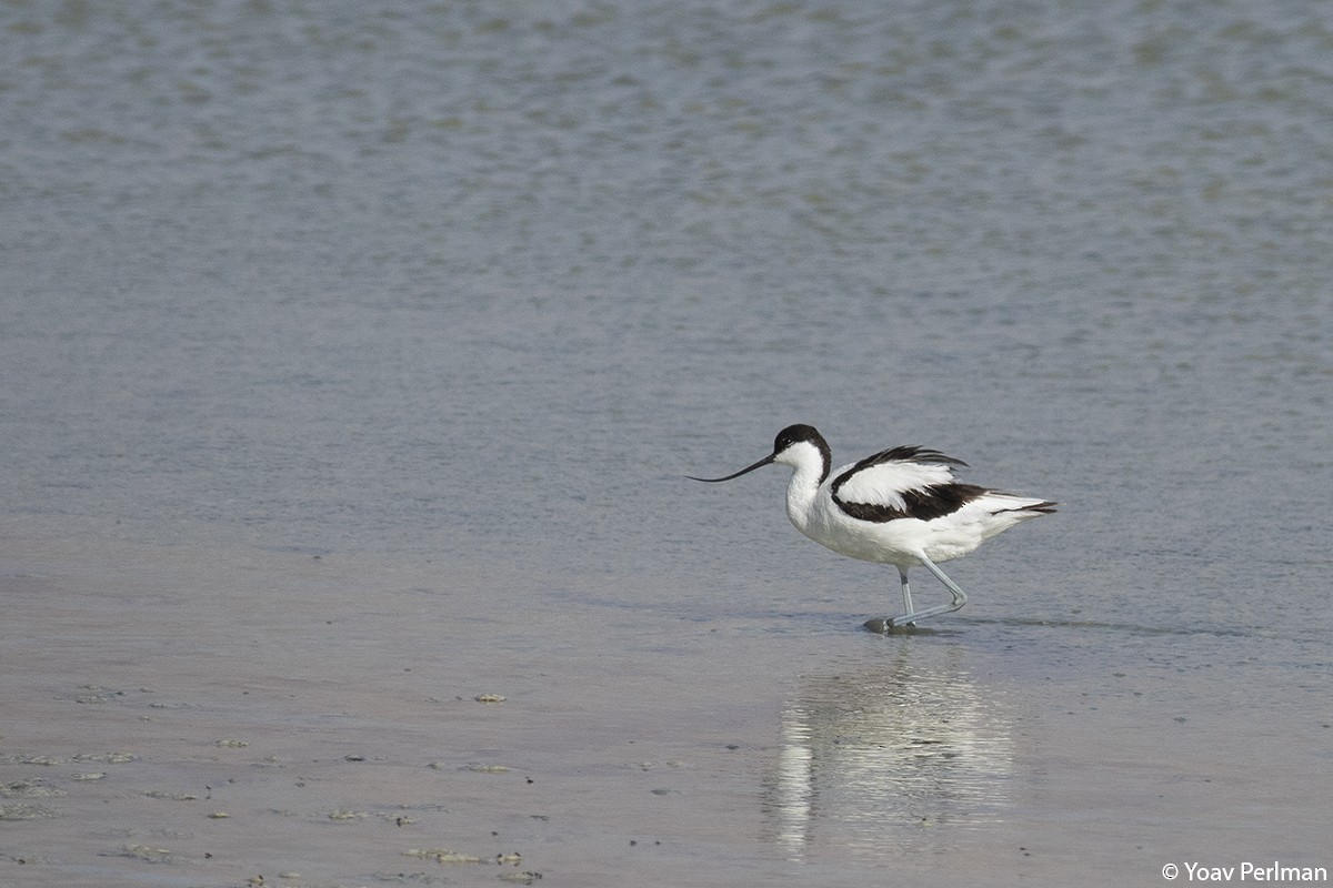 Pied Avocet - ML459995101