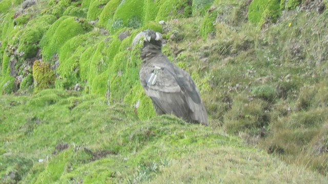 Andean Condor - ML459995471