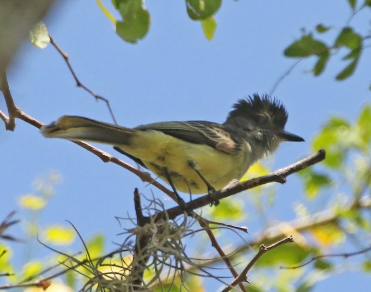 Apical Flycatcher - ML459996171