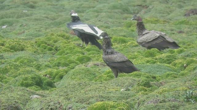 Andean Condor - ML459996191