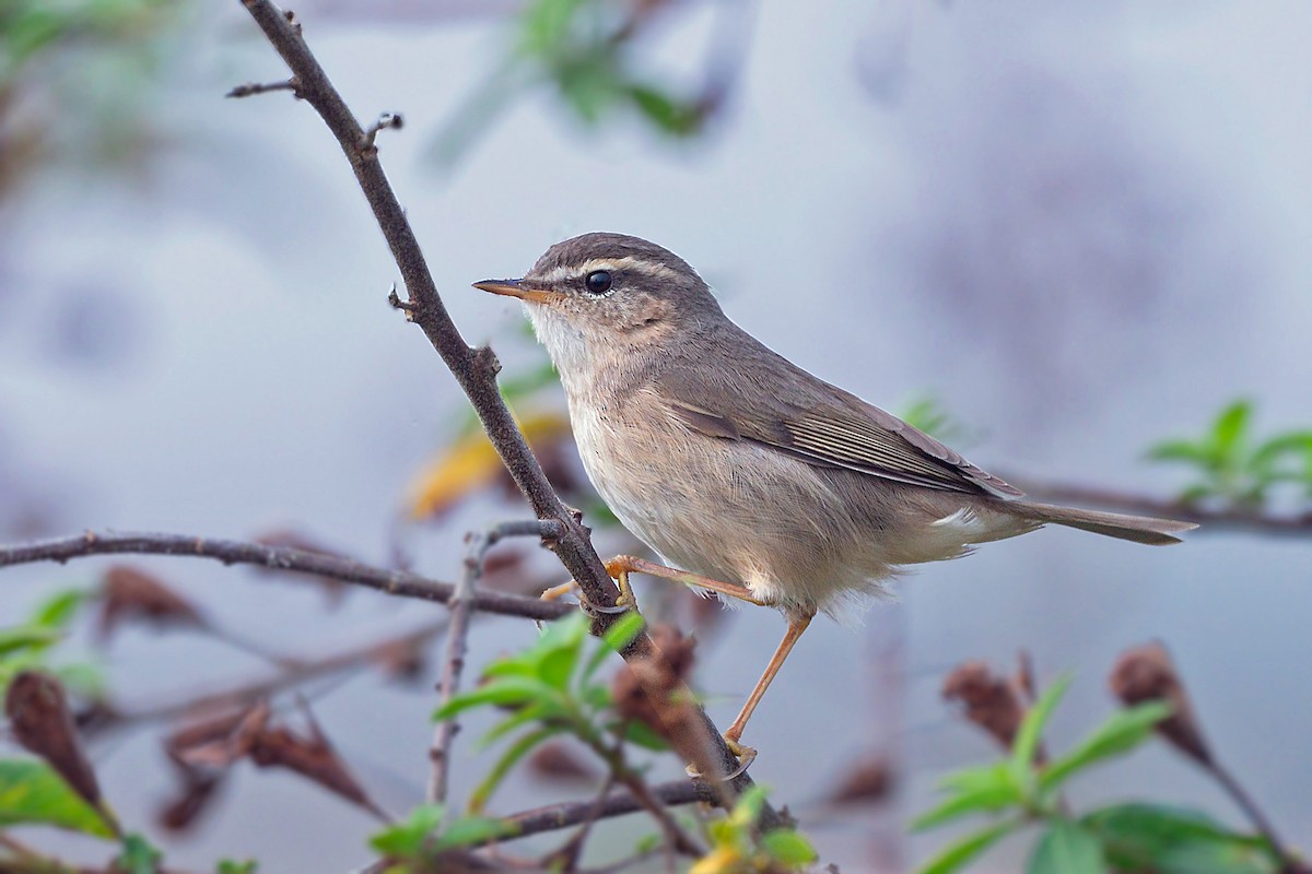 Dusky Warbler - ML459997221