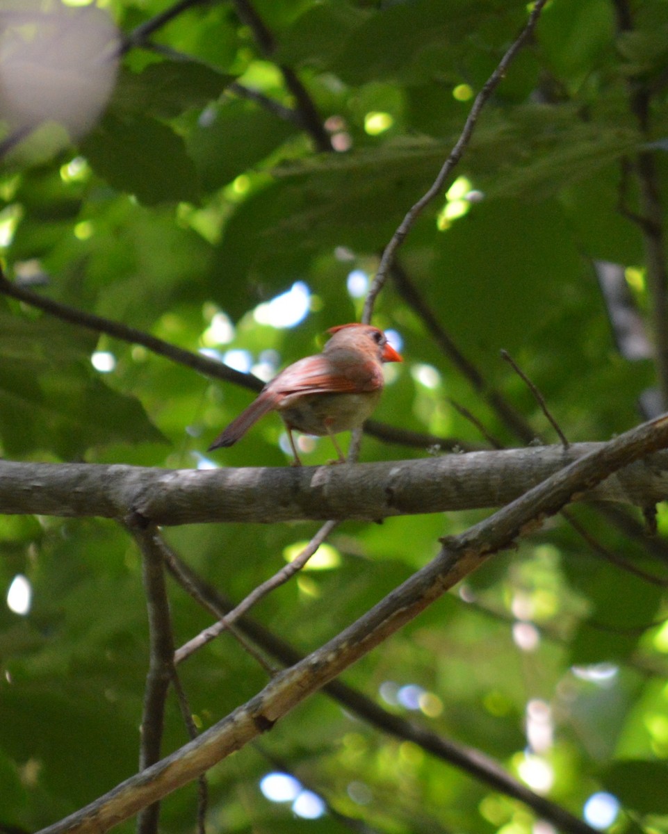 Northern Cardinal - ML459998161