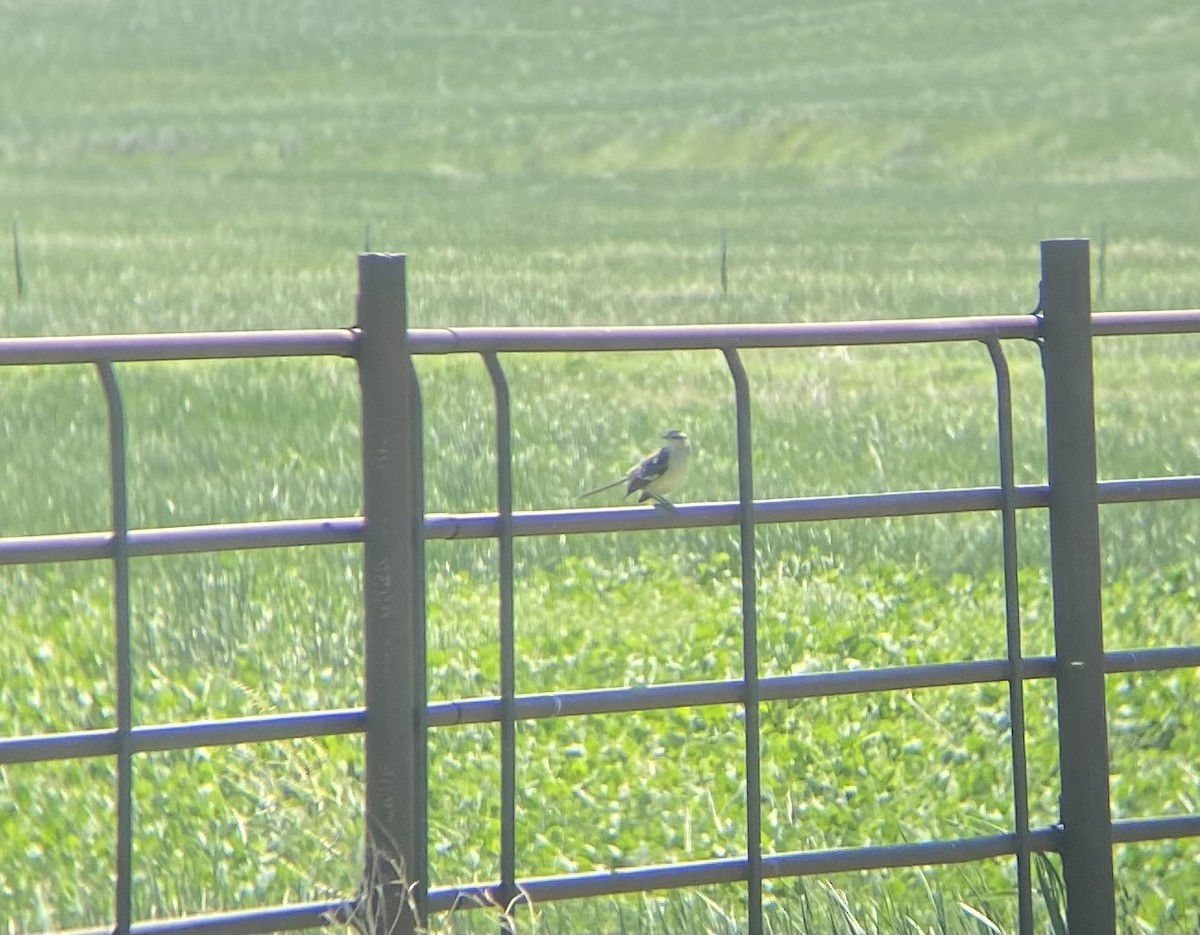 Northern Mockingbird - ML459998341
