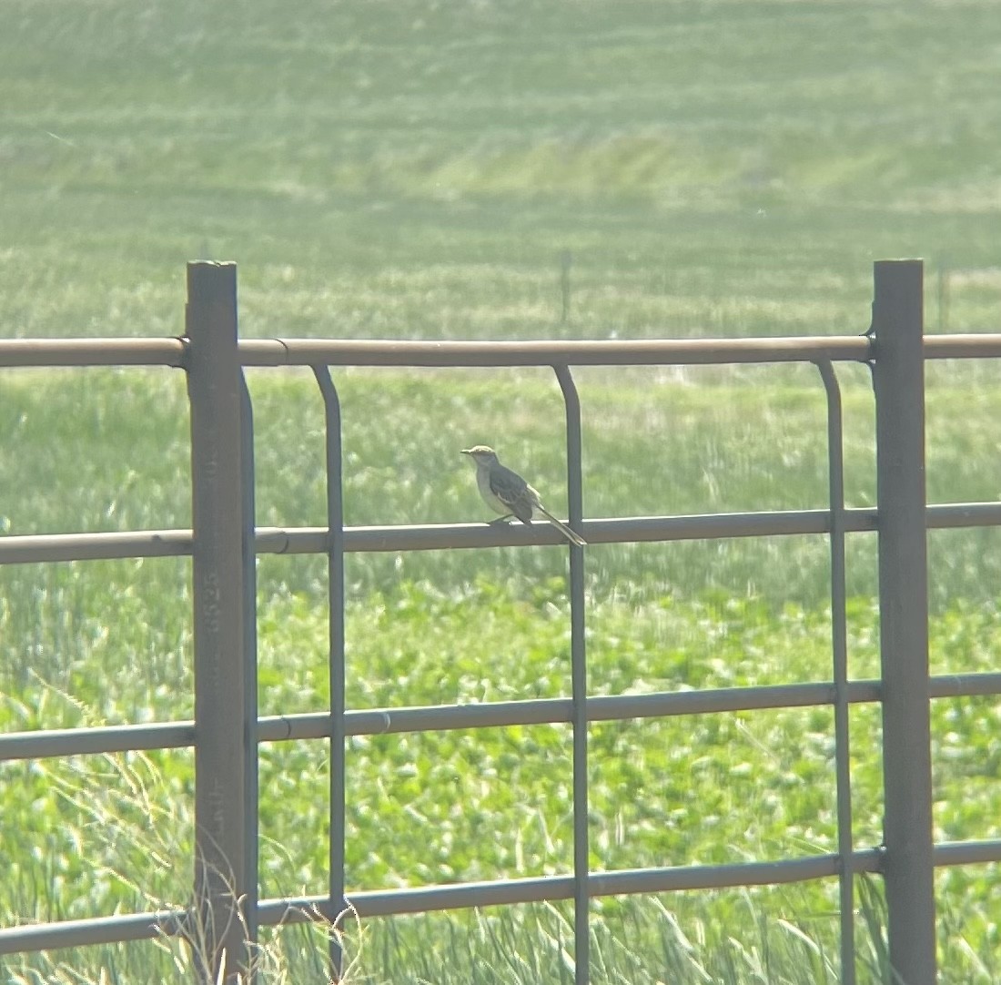 Northern Mockingbird - ML459998361