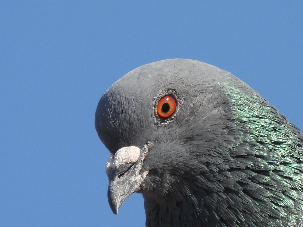 Rock Pigeon (Feral Pigeon) - ML460000151