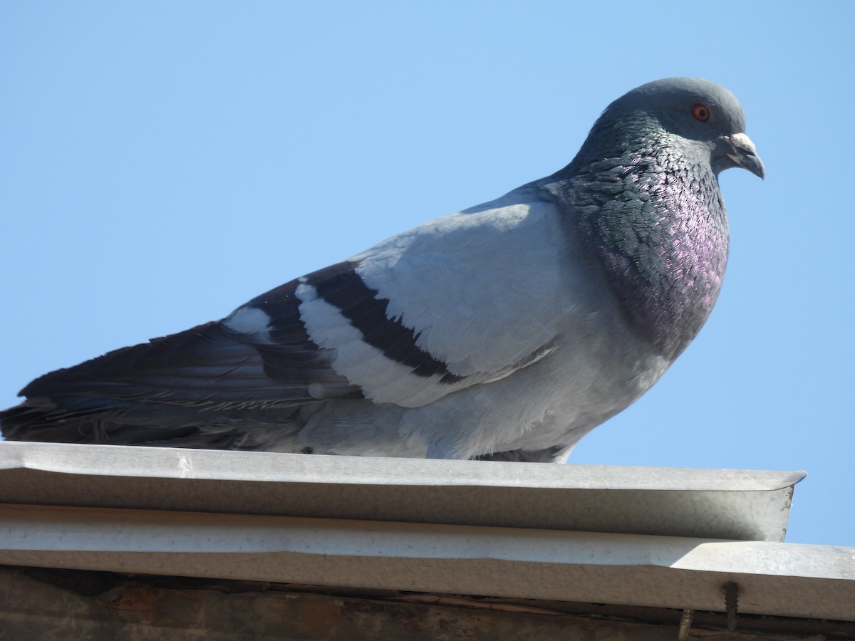 Rock Pigeon (Feral Pigeon) - ML460000181