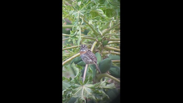 Spot-backed Puffbird - ML460000781