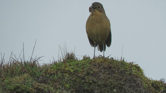 Tawny Antpitta - ML460001661