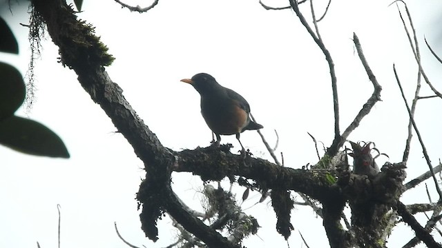 Chestnut-bellied Thrush - ML460001961