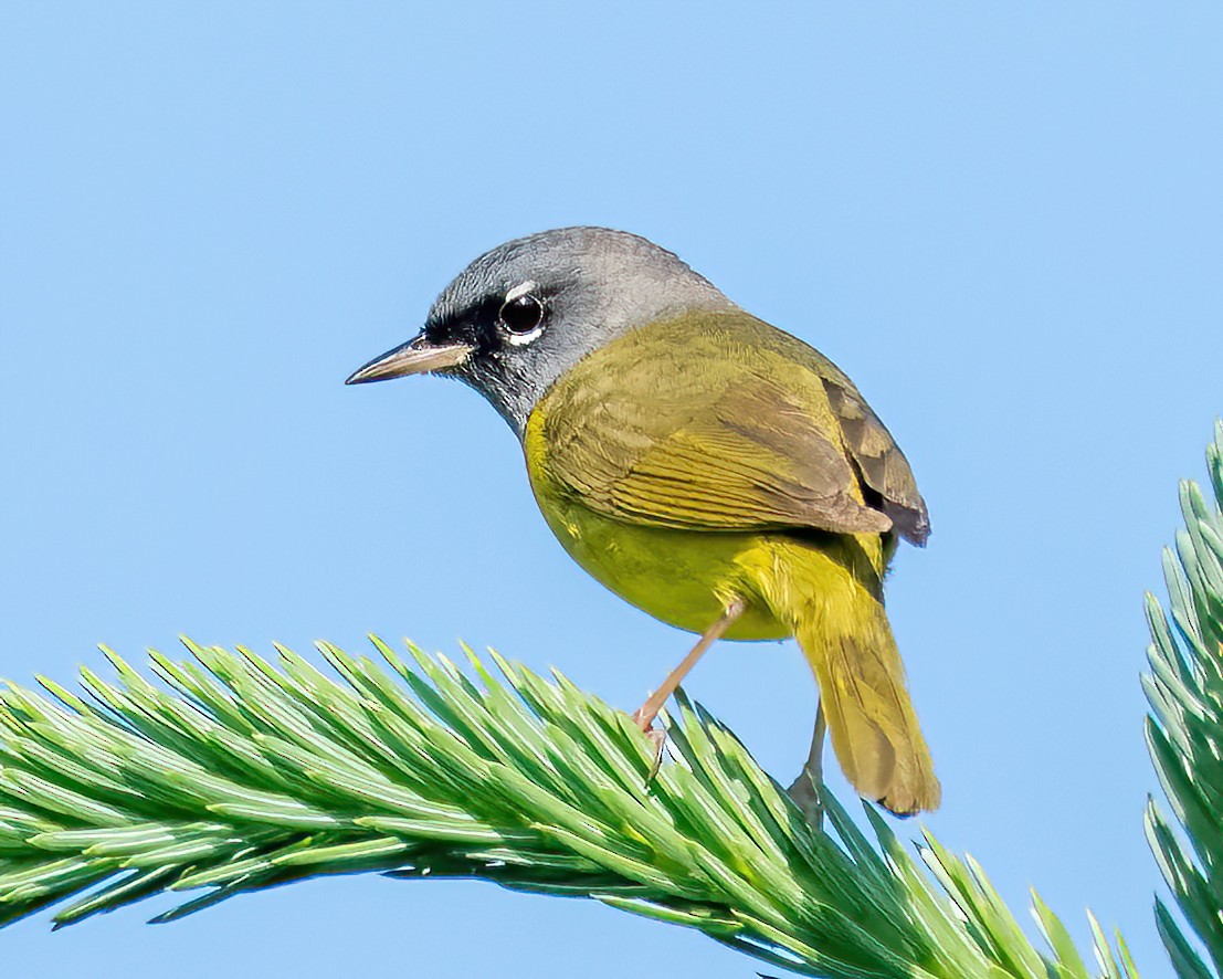 MacGillivray's Warbler - Adam Ellsworth