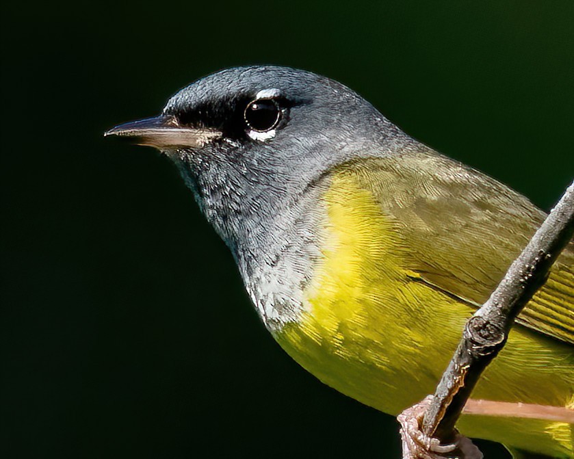 MacGillivray's Warbler - ML460002181