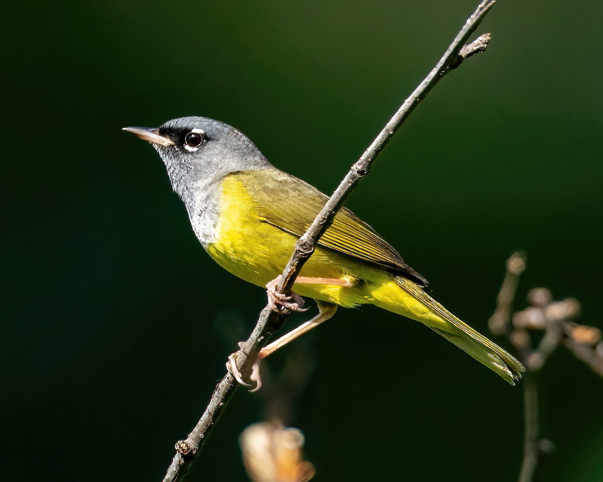 MacGillivray's Warbler - ML460002191