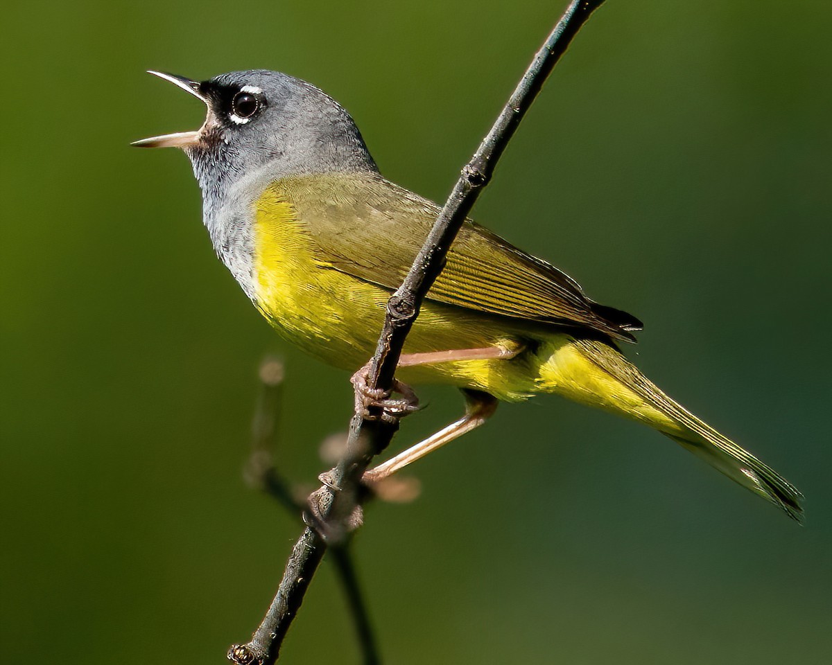 MacGillivray's Warbler - Adam Ellsworth