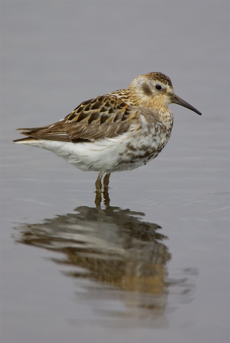 Rock Sandpiper - Mark Chappell