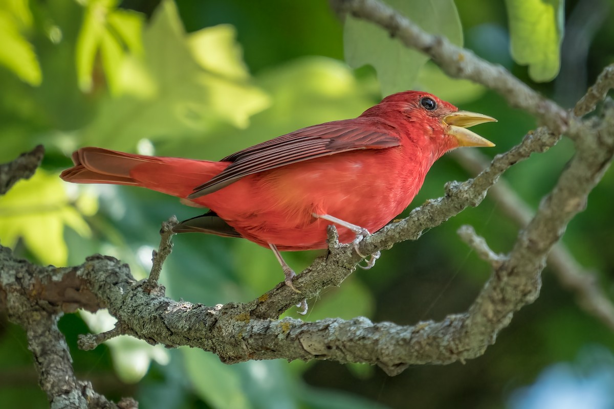 Summer Tanager - ML460002681