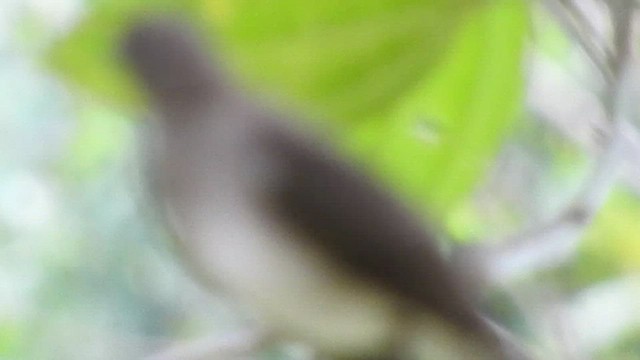 Black-billed Thrush - ML460003061