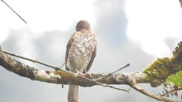 Marañon Thrush - ML460004871