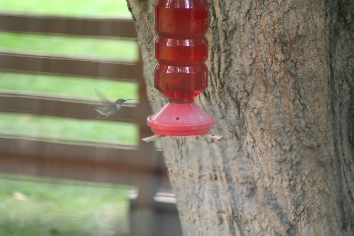 Рубиновогорлый колибри - ML46000491