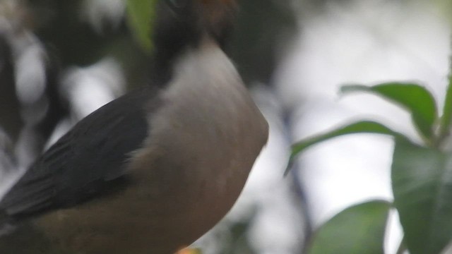 Plumbeous-backed Thrush - ML460006071