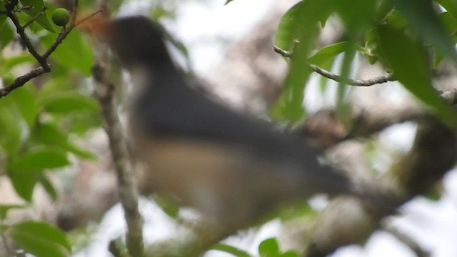 Plumbeous-backed Thrush - ML460006181