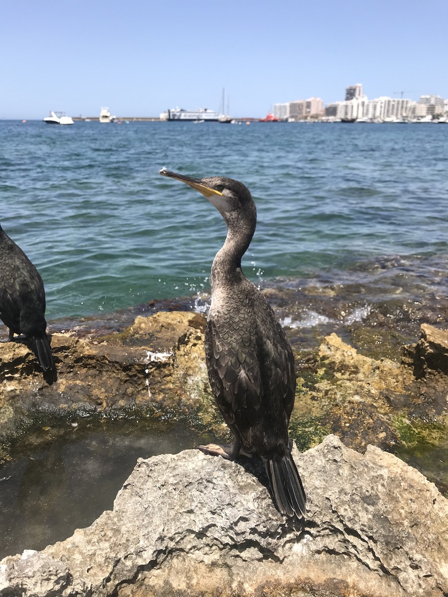 European Shag (Mediterranean) - Daniel Branch