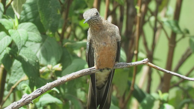 Giant Hummingbird - ML460006551