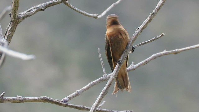 Colibrí Cobrizo - ML460006801