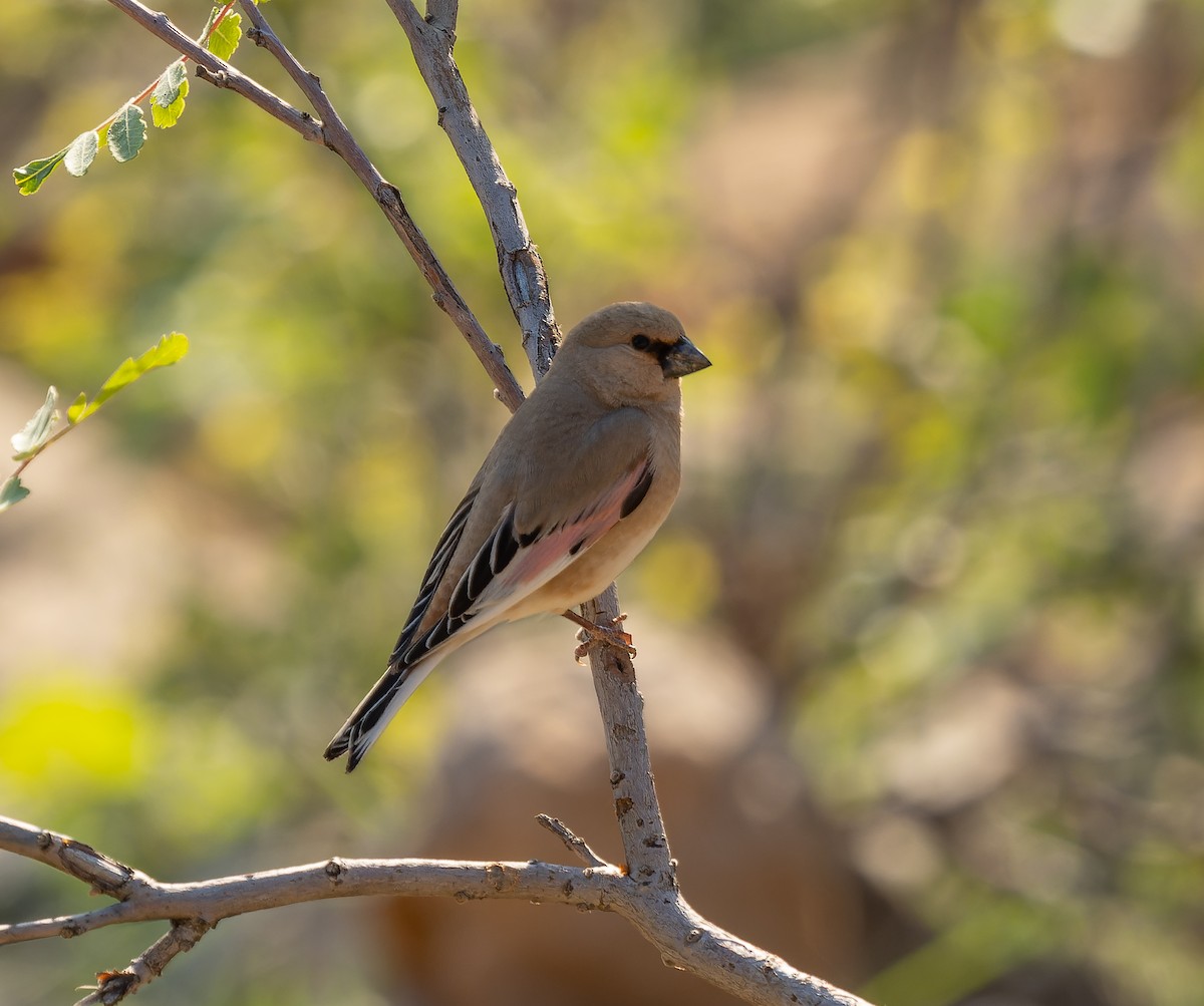 Desert Finch - ML460007491