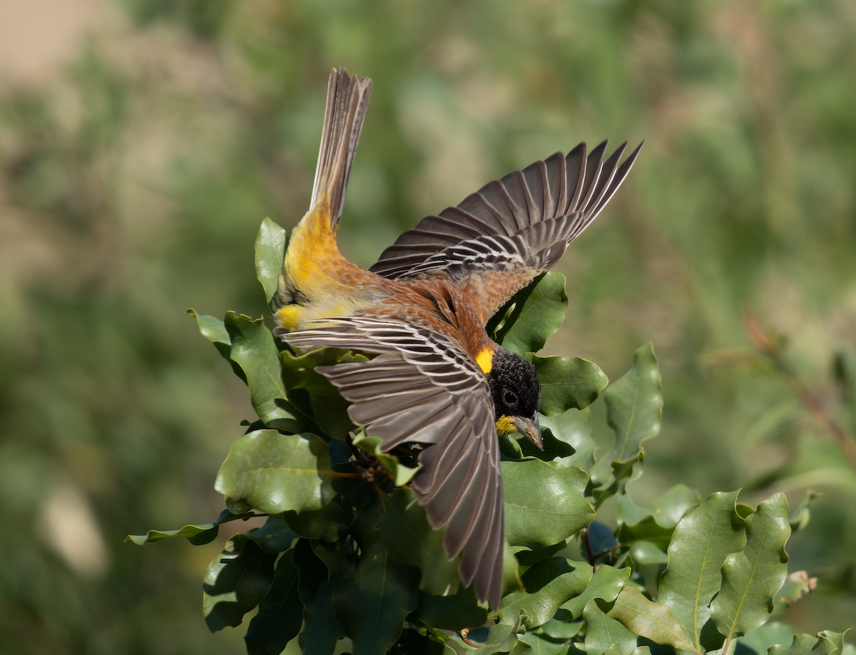 Black-headed Bunting - Simon Colenutt