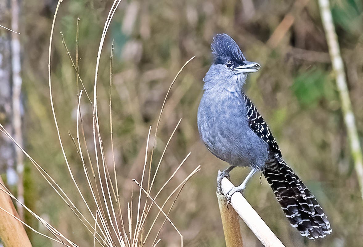 Giant Antshrike - ML460007881