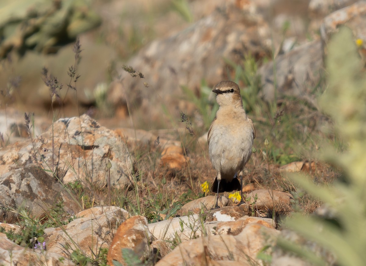 Isabelline Wheatear - ML460008081