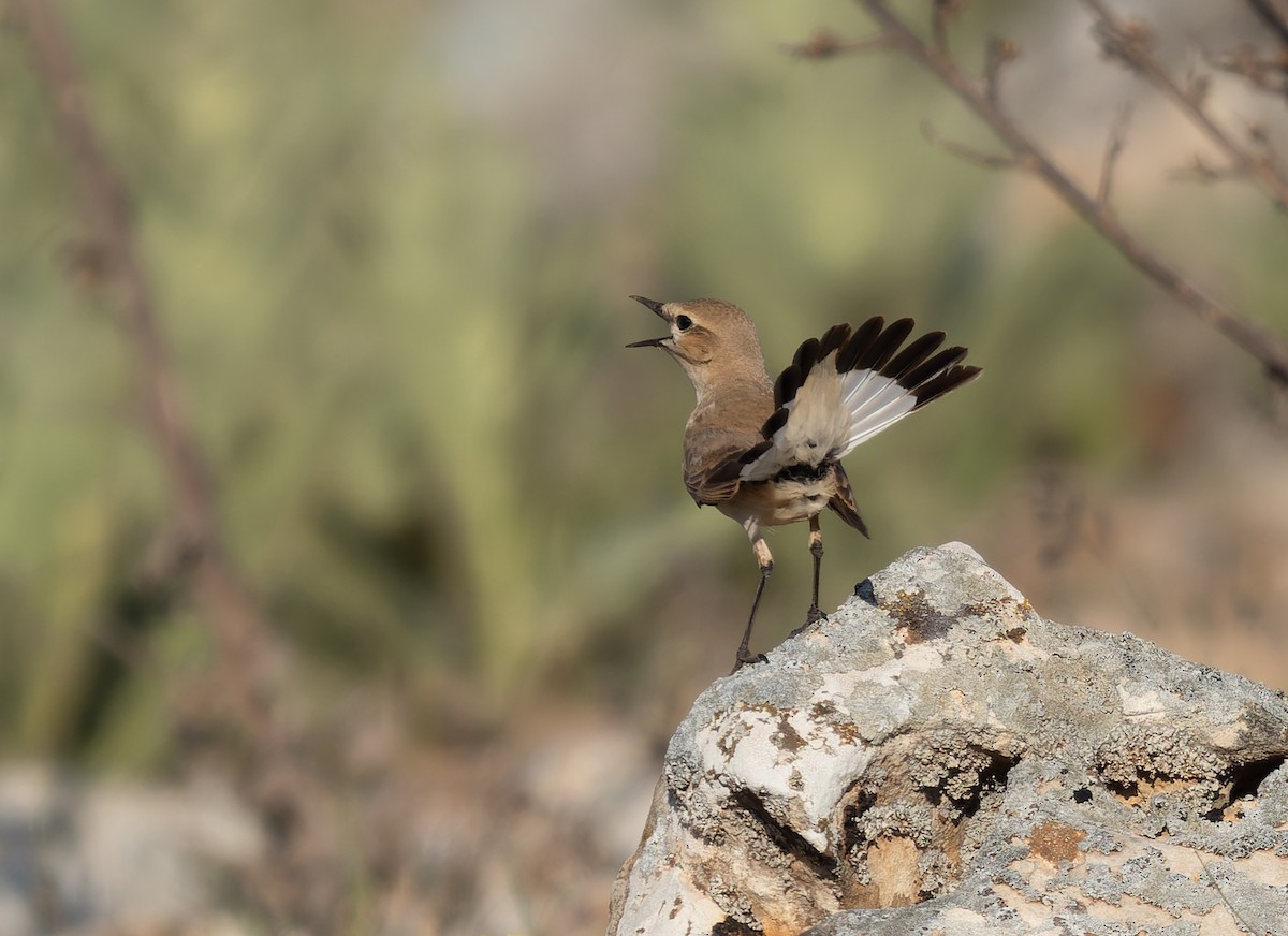 Isabelline Wheatear - ML460008141